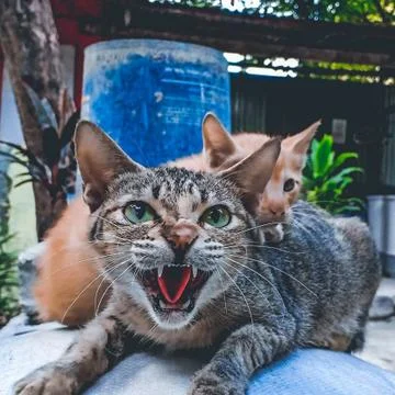 Cat angry face on the table 写真素材