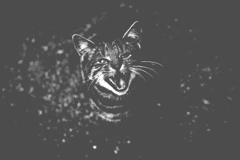 A cat in an angry stituation Stock Photos