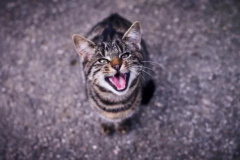 A cat in an angry stituation Stock Photos