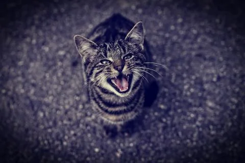 A cat in an angry stituation Stock Photos