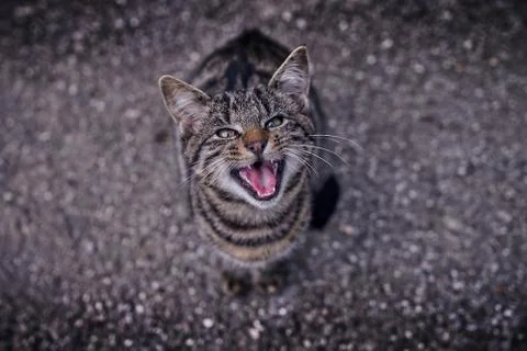 A cat in an angry stituation Stock Photos