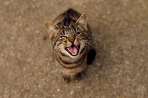 A cat in an angry stituation Stock Photos