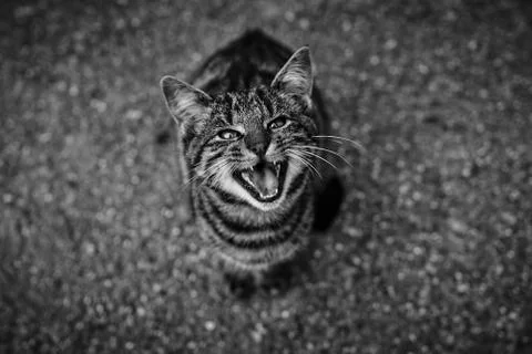A cat in an angry stituation Stock Photos