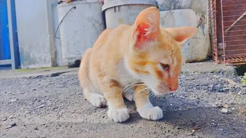 Cat animal Stock Footage 229233998