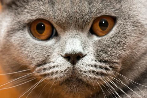 Cat animal Stock Photos