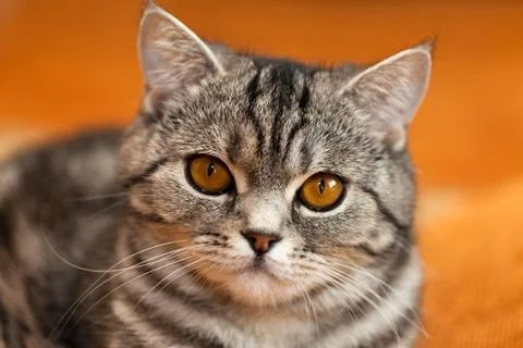 Cat animal Stock Photos
