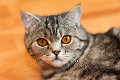 Cat animal Stock Photos