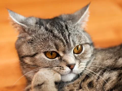 Cat animal Stock Photos