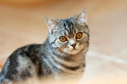 Cat animal Stock Photos