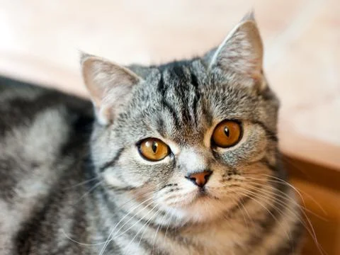 Cat animal Stock Photos