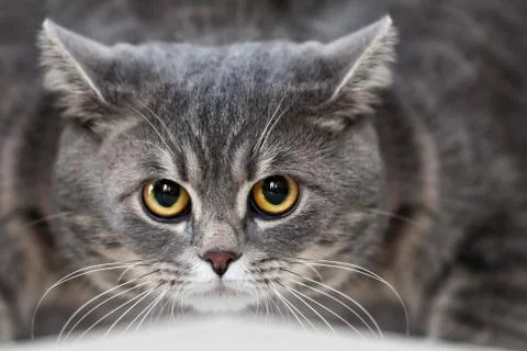 Cat animal Stock Photos