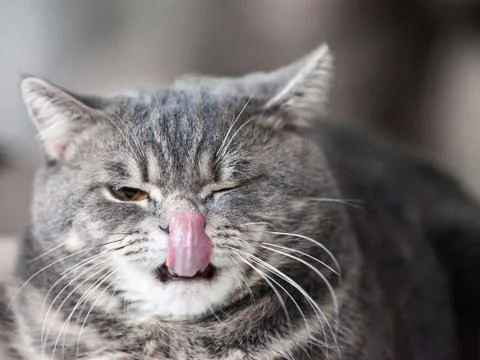 Cat animal Stock Photos