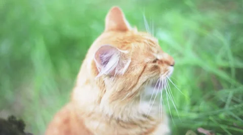 Cat Any Jam Stock Footage 35260857