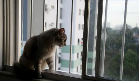 Cat in apartment window Foto stock