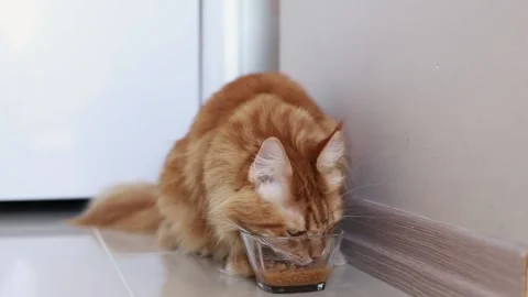 A cat with an appetite eats food. fluffy soft Maine coon cat eats food. Stock Footage 238501834