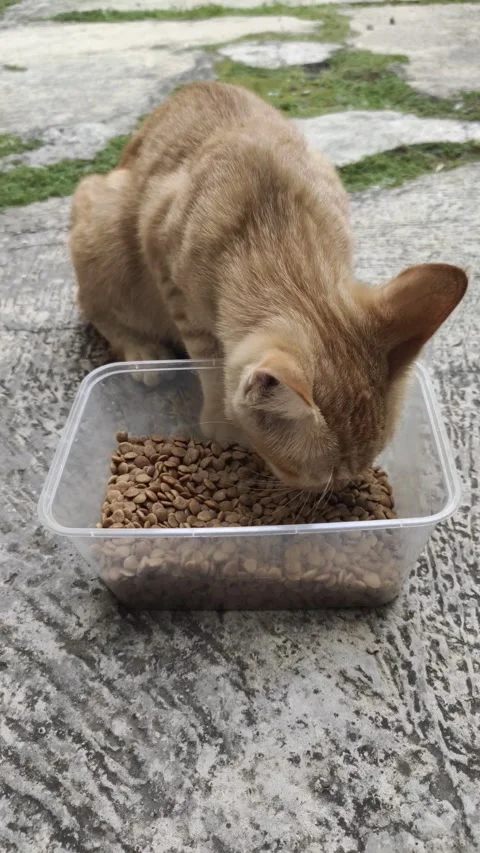 A Cat with Appetite Eats Food Stock Footage 281074005