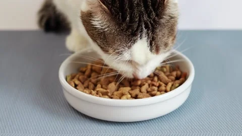 The cat appetizingly eats dry cat food Stock Footage 233430403