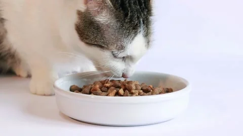The cat appetizingly eats dry food on a white background Stock Footage 236706754