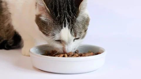 Cat appetizingly eats dry food on a white background Stock Footage 236706761