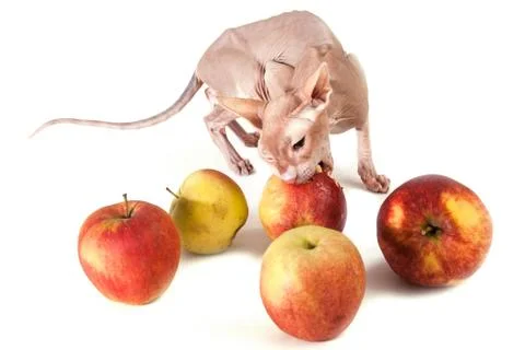 Cat with apples Stock Photos