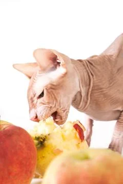 Cat with apples Stock Photos