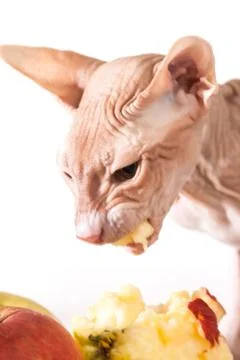 Cat with apples Stock Photos