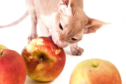 Cat with apples Stock Photos