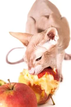 Cat with apples Stock Photos