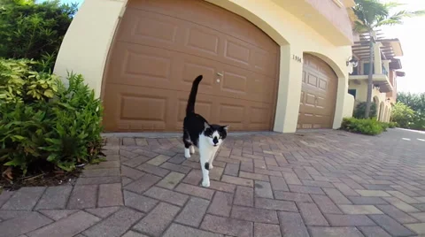 Cat approaching a camera Stock Footage 33073867