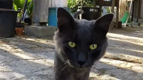 Cat is approaching in slow motion Stock-Footage 79160948