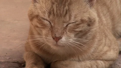 Cat arabian ginger  Egypt Stock-Footage 104767424