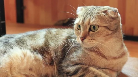 Cat are siting down on the floor. Footage of cat for design. Vidéo 104077789