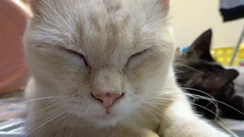 Cat are sleepy  Stock Footage 263551856
