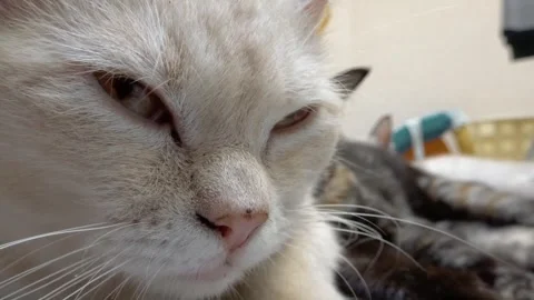 Cat are sleepy  Stock Footage 263551861