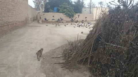 This cat are trying to catch the flying crow on the ground 写真素材