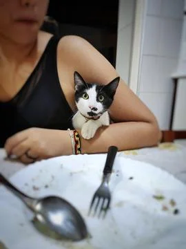 Cat on the arm Fotos de archivo