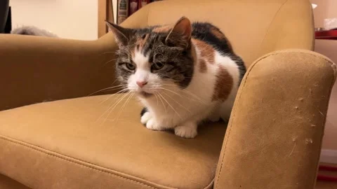 Cat on an armchair Stock Footage 296372175