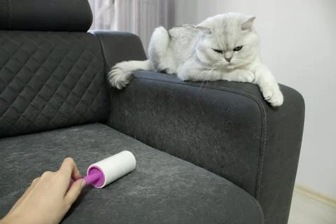 Cat on Armrest While Sofa is Cleaned Stock Photos