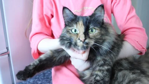 Cat in the arms of the child Vídeo Stock 90145668