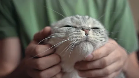 A cat in the arms of a man. Stockbeeldmateriaal 151920322