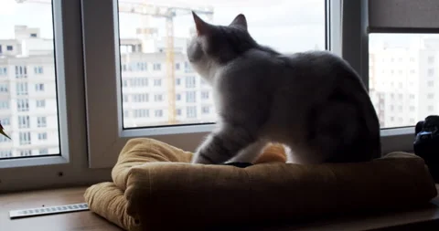 A cat arranges its place on a duvet by the window, slow motion. Stock Footage 146257595