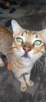 The cat is asking for salted fish Stock Photos
