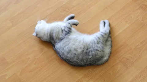 Cat asks the cat screams and meows Stock Footage 74202887