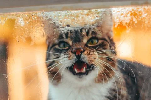 The cat asks to go home through the window. the concept of caring for homeless Photos