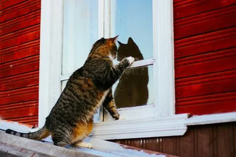 The cat asks to go home through the window. the concept of caring for homeless Photos