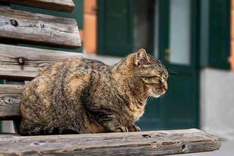 A cat asleep on a bench Stock Photos
