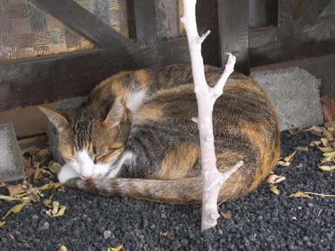 Cat asleep Stock Photos