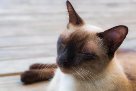 Cat asleep. Stock Photos