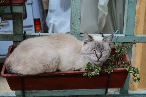 Cat asleep in window box Stock Photos