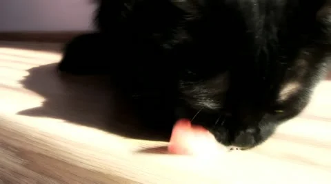 The cat ate the parrot Stock Footage 12351293